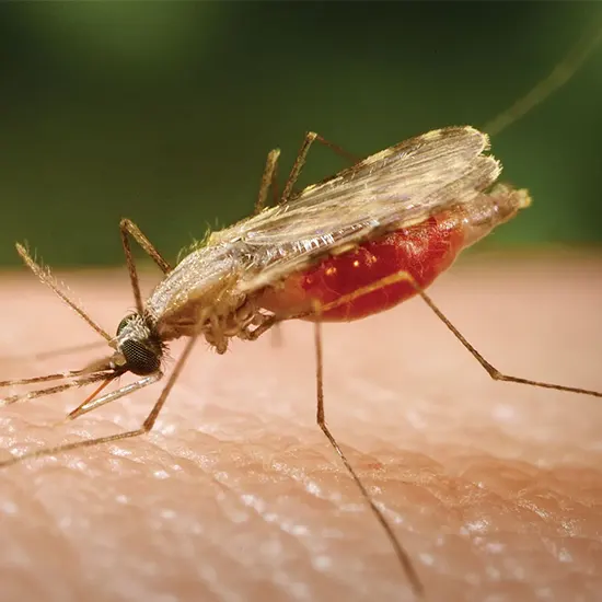 Malaria - Symptoms, Causes, Diagnosis