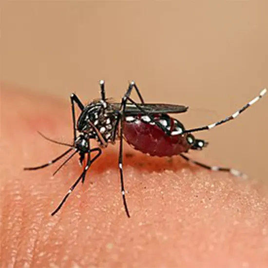 Dengue - Symptoms, Types, Causes & Diagnosis