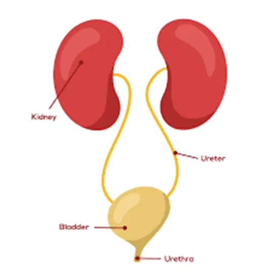 Pyelonephritis - Symptoms, Types, Causes & Diagnosis