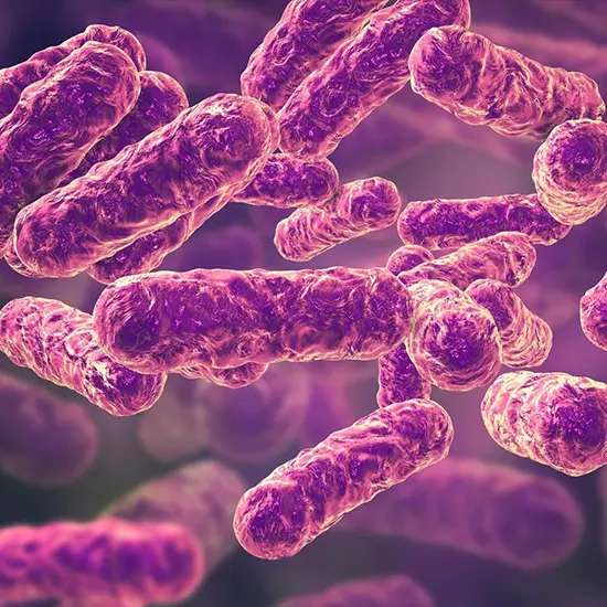 Bartonellosis : The Bacterial Infection You Need To Know