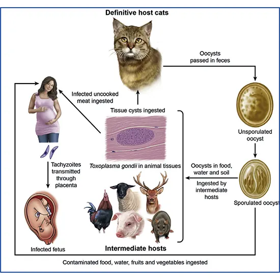 The Mysterious World Of Toxoplasmosis