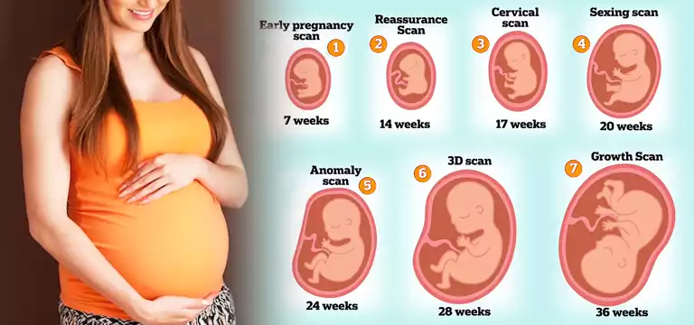 Pregnancy : Everything You Want To Know