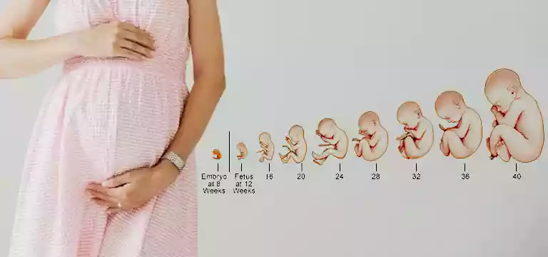 Pregnancy Calculator by Ultrasound?