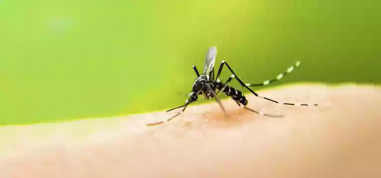 Dengue: Symptoms, Tests for Diagnosis, How to Check Dengue Report