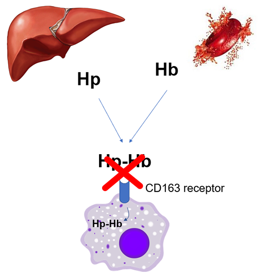haptoglobin