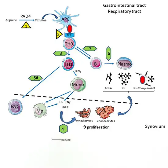 rheumatoid factor iga