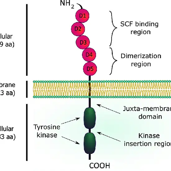C-KIT Mutation Detection Test