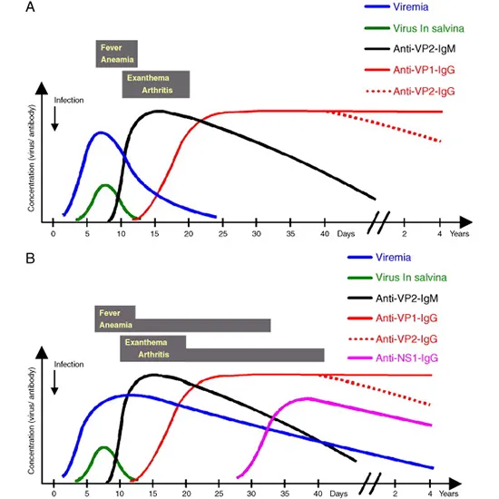 Parvovirus B19 Antibodies Panel IgG & IgM | Test Price In Delhi, India ...