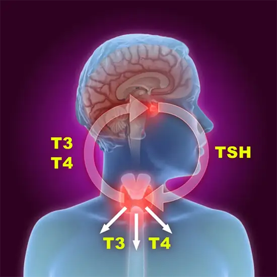 tsh (thyroid stimulating hormone) ultrasensitive, core blood test