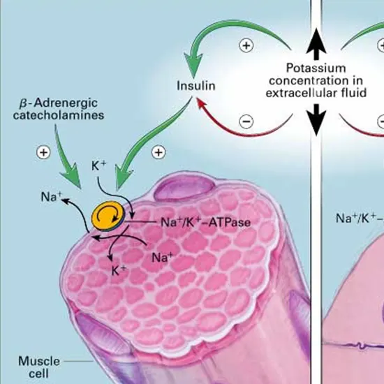 hypokalemia package test