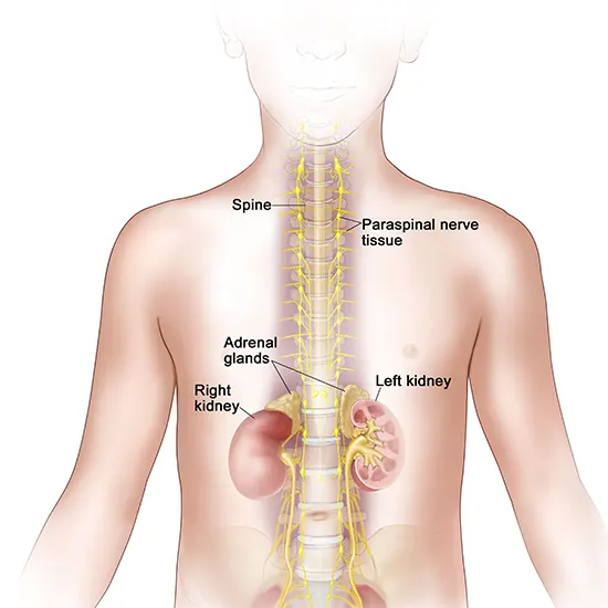 neuroblastoma package test