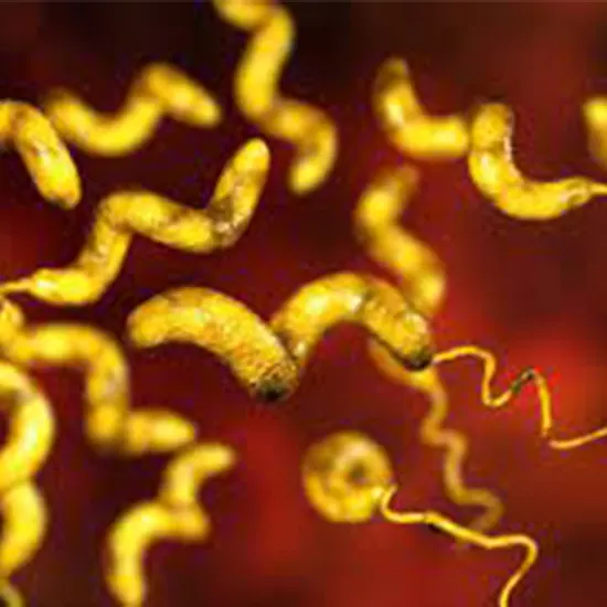 camplybacteriosis