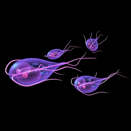 Giardiasis